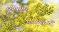 Sring in Australia with wattle and text